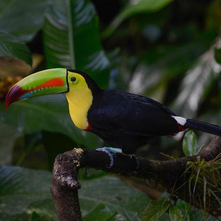 Veragua Rainforest Puerto Limon Bagian luar foto
