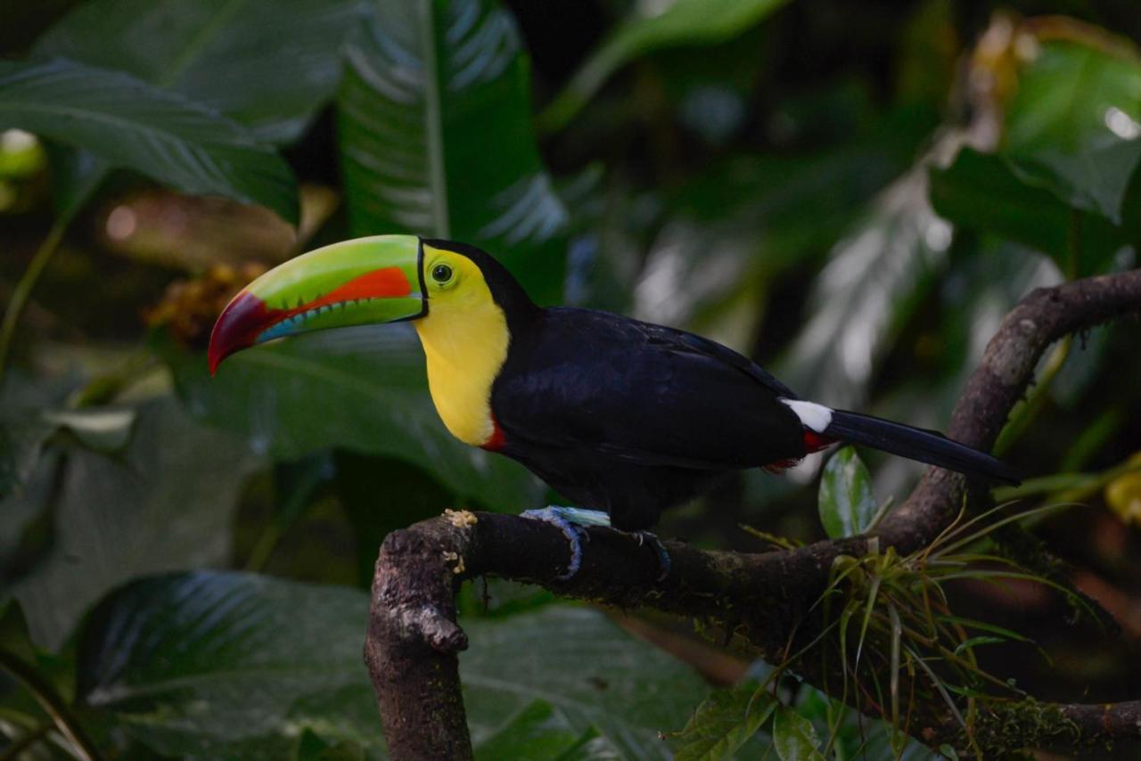 Veragua Rainforest Puerto Limon Bagian luar foto