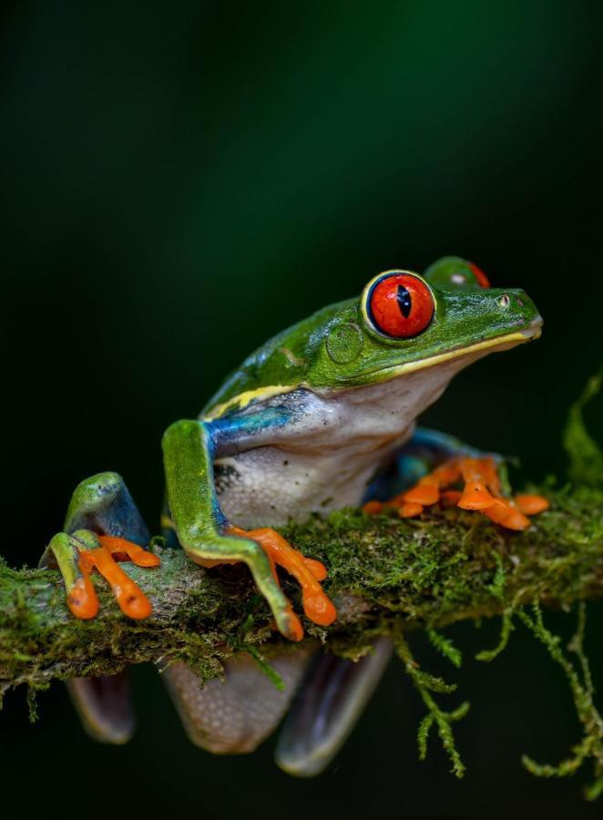 Veragua Rainforest Puerto Limon Bagian luar foto